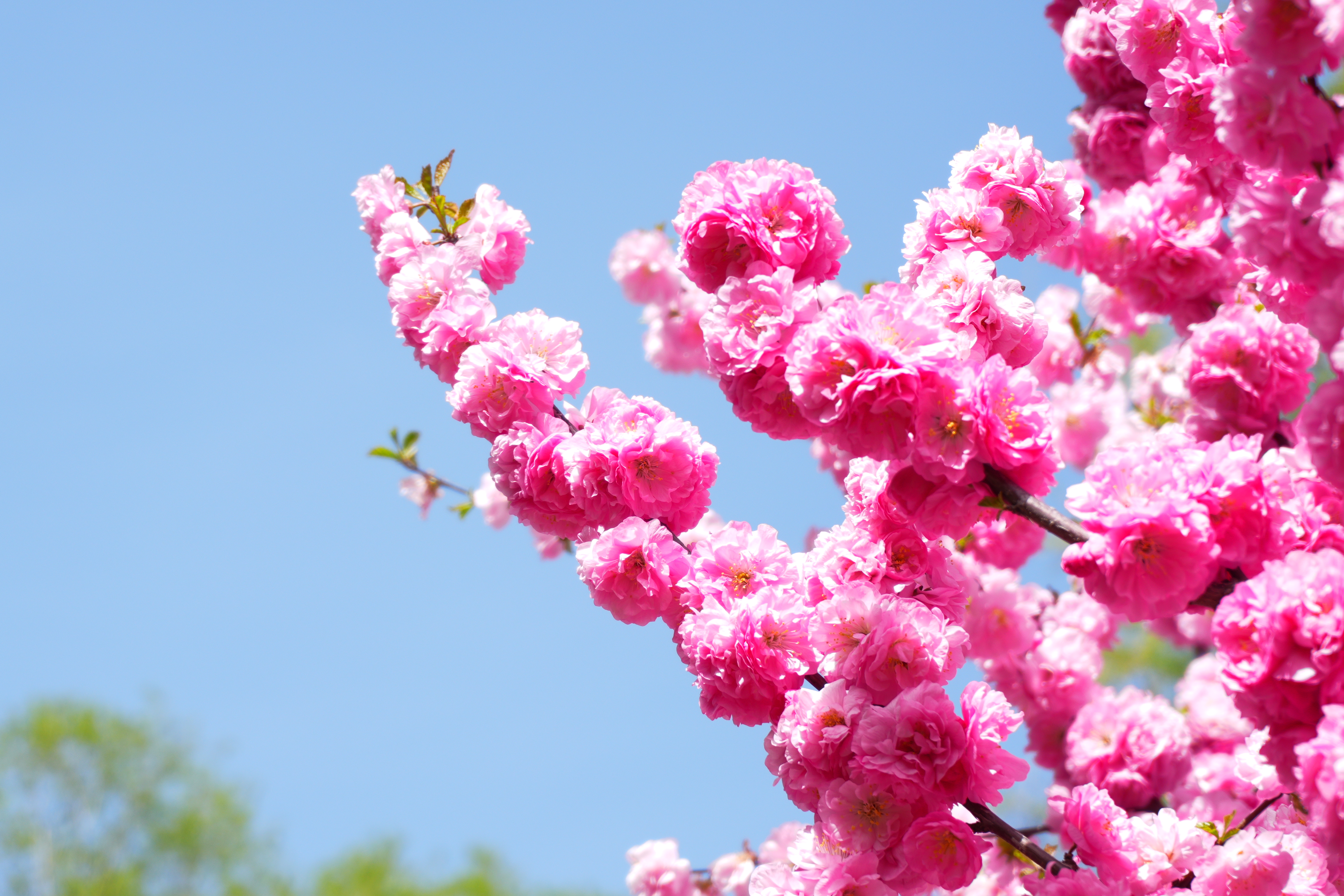 鲜花